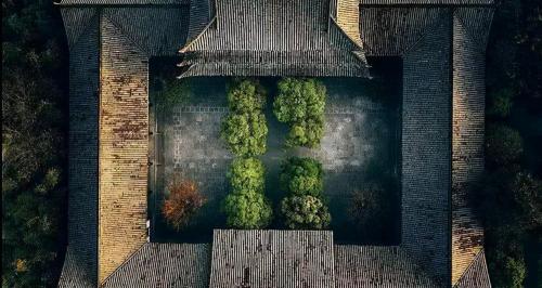 罗汉松多少钱一棵（有院子就种6种树）