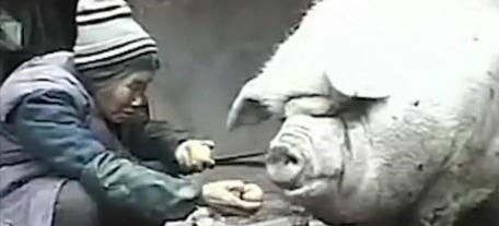 水晶棺材多少钱一副（2000年湖南老人养出2600斤大猪）