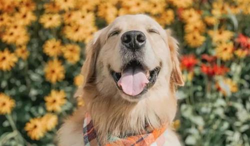 纯种金毛犬多少钱一只（你家的金毛）