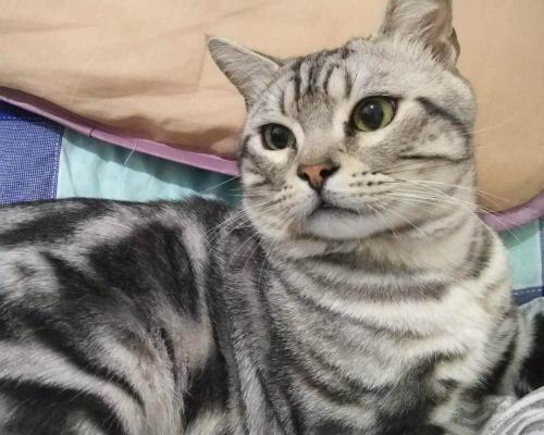 英短虎斑猫多少钱一只（猫星人美短银虎斑）