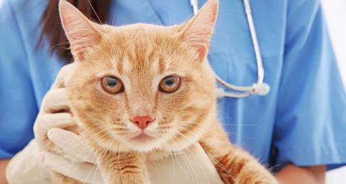 猫生化检查多少钱（教你学会看懂猫生化检测报告）