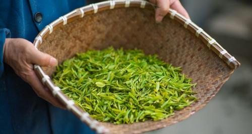 西湖龙井多少钱一斤（春天喝绿茶）