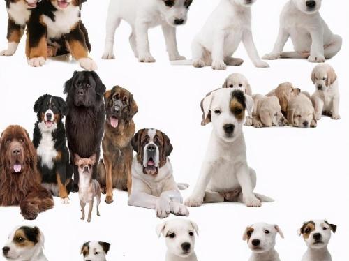 一般的泰迪犬多少钱（6种常见狗狗的价格）
