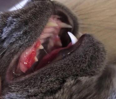 猫拔牙多少钱（你的猫也会口臭）