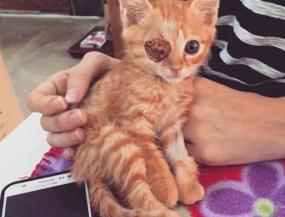 小橘猫多少钱一只（韩国一只独眼小橘猫）