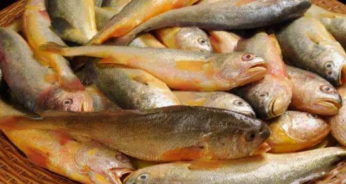 黄花鱼价格多少钱一斤（40年内从一斤2毛涨到4000元）