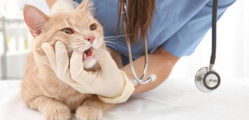 猫拔牙多少钱（辟谣）