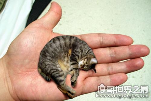 皮堡斯小猫多少钱一只（世界上最小的猫）