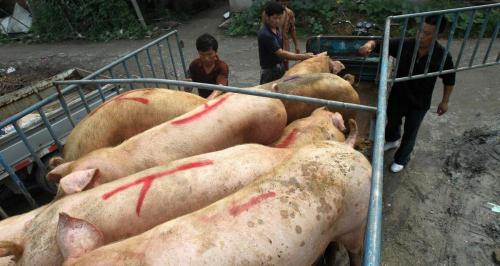 今天毛猪多少钱一斤（粮价）