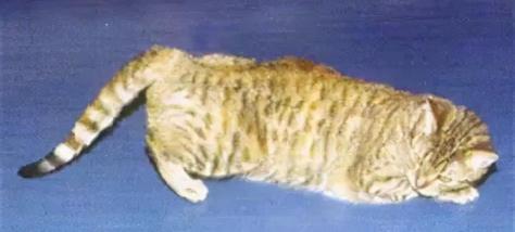 母猫绝育要多少钱（猫咪做了绝育还发情）