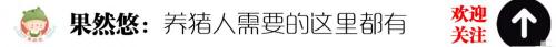 杨树多少钱一吨（杨树花在养猪上的妙用）