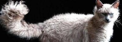 西伯利亚森林猫多少钱（全球最贵的10种猫咪）