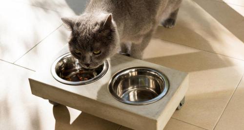 猫粮正常多少钱一斤（猫粮怎么选才是真正的性价比）