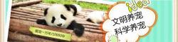 纯种英短猫多少钱一只（蓝猫的价格差距太大了）