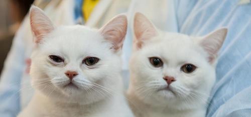 德文卷毛猫多少钱（猫界中最）