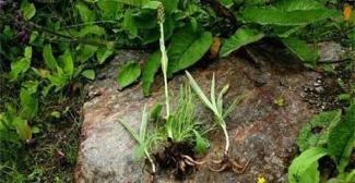 手掌参多少钱一斤（这种酷似人参的植物）