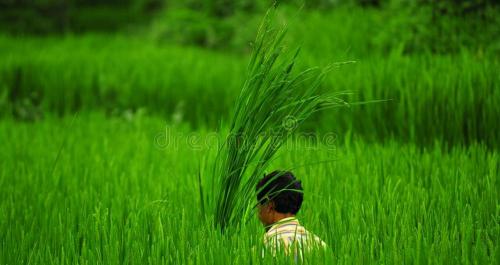 收粮食一年赚多少钱（农民种粮赚不赚钱）