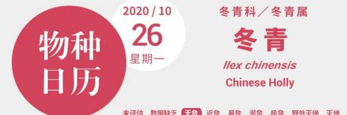 毛冬青茶叶多少钱一两（谁曾想爷爷奶奶泡的茶）