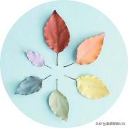 逍遙丸多少錢（逍遙丸并非女性專用藥）