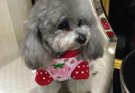 一般的泰迪犬多少钱（泰迪颜色这么多）
