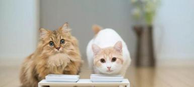 猫粮正常多少钱一斤（怎样挑选一款好猫粮）