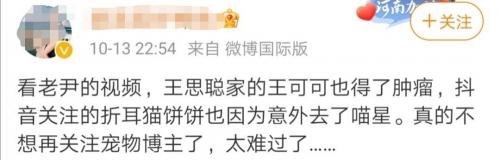 卷毛比熊犬多少钱一只（动物世界）