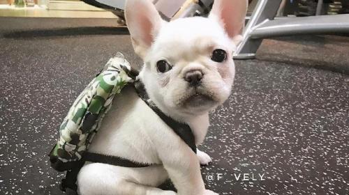 小法斗多少钱一只（给你10万）