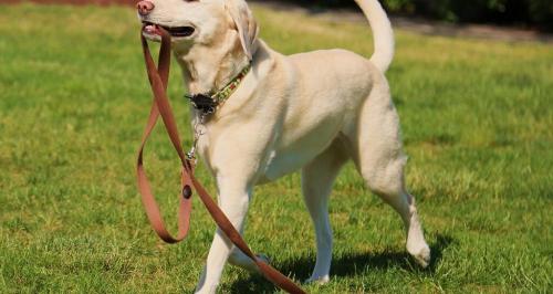布拉多犬多少錢一只（拉布拉多犬有多受歡迎）