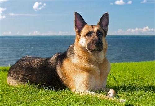 純種卡斯羅犬多少錢一只（犬界中的幾大）
