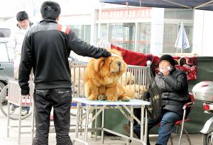 银狐犬多少钱（这5种狗狗很相似）