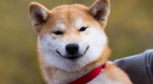 狗狗结扎手术多少钱（关于）