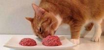 猫粮正常多少钱一斤（给猫咪买几块钱一斤的猫粮的人是什么样的心态）