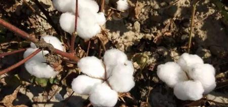 籽棉多少钱一斤（近日籽棉收购价格略有）