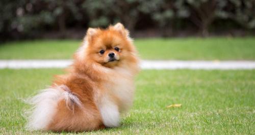 小博美多少钱(盘点博美犬的优缺点)