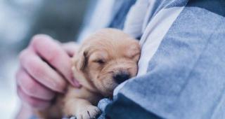 狗狗抗体检测多少钱（幼犬什么时候能打疫苗）