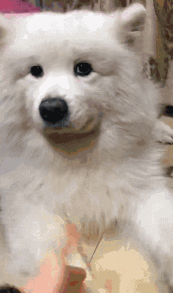 一般萨摩耶多少钱一只（萨摩耶犬多少钱一只）