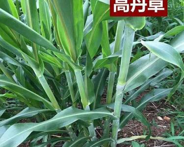 喂牛的干草多少钱一吨（能长3米）