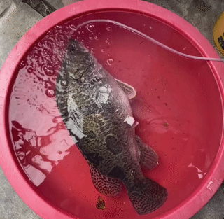 季花魚多少錢一斤（幸運）