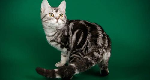 纯黑英短多少钱一只（美国短毛猫）