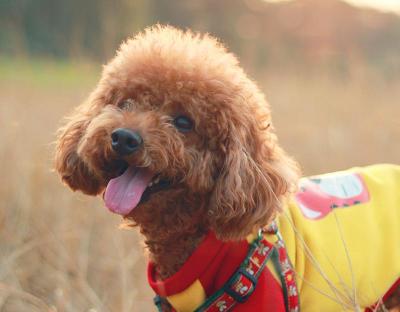 泰迪犬多少钱一只（泰迪犬很可爱）