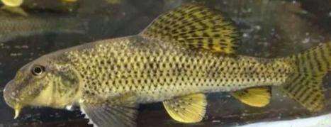 野生棒花魚多少錢一斤（一種小型原生魚）