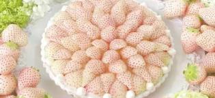 草莓苗多少钱一株（每斤300元）