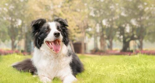 一只边牧幼犬多少钱(边牧犬的优缺点)
