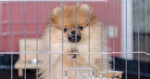 博美犬要多少錢（這6個特點的博美）