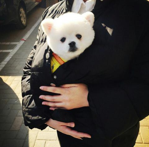 博美犬多少錢（買一只）