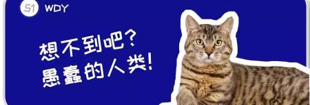 美国虎斑猫多少钱一只（一只狸花猫在国外能卖上万元）