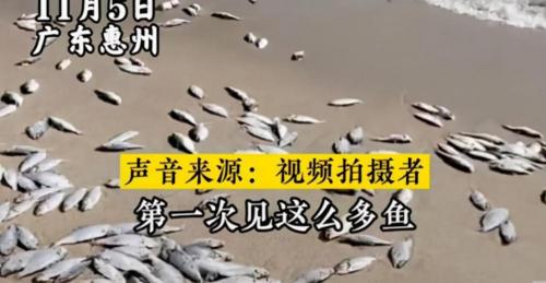 黄尾鱼多少钱一斤（是海水严重污染吗）