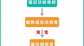 猫做b超多少钱（得传腹的猫越来越多）