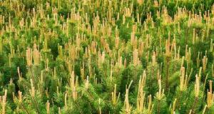 杉木价格多少钱一立方（目前种植杉木前景如何）