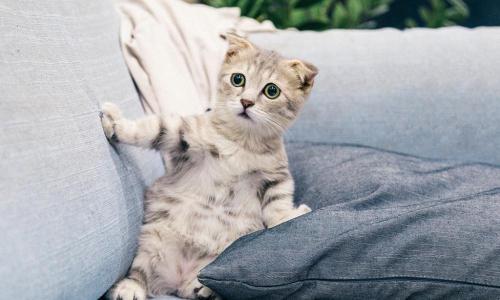 英短折耳猫多少钱一只（喵星人介绍）